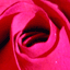 Roses 2003 4