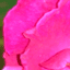 Roses 2003 7