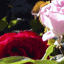 Roses 2003 9