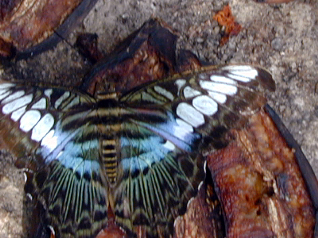 Butterfly Farm 1