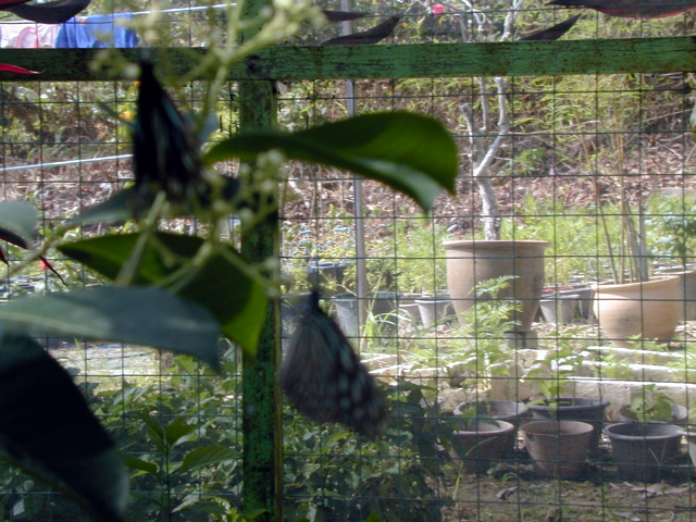 Butterfly Farm 3