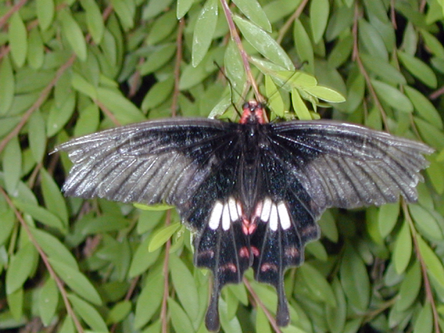 Butterfly Farm 4