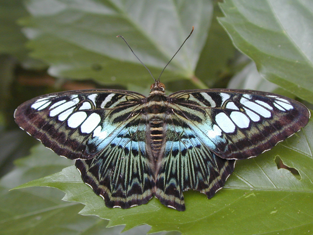 Butterfly Farm 5