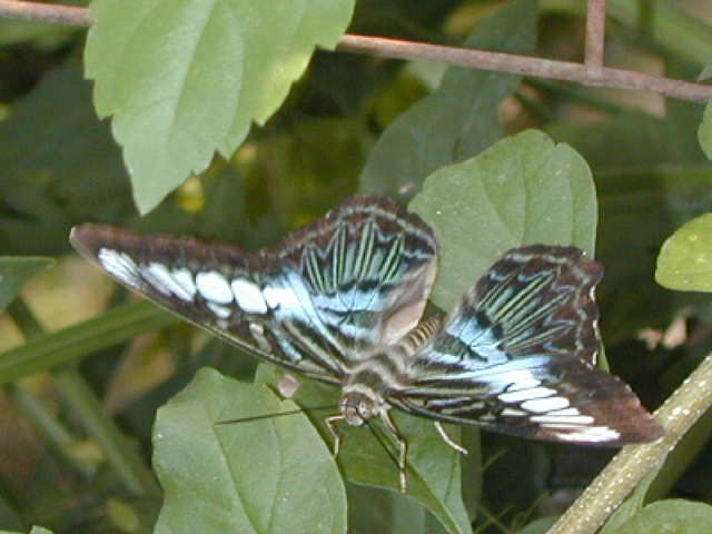 Butterfly Farm 6