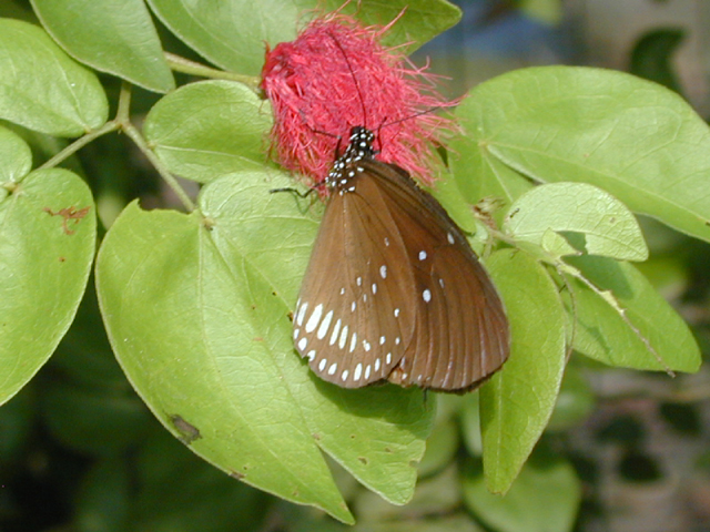 Butterfly Farm 7