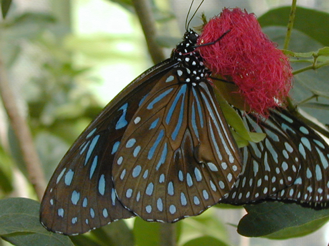 Butterfly Farm 8