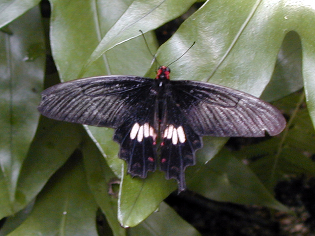 Butterfly Farm 9