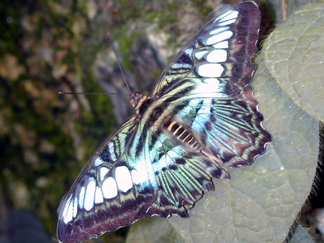 Butterfly Farm 10