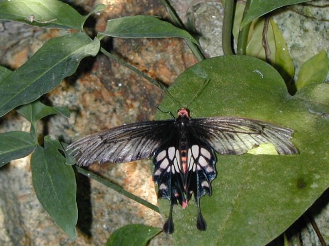 Butterfly Farm 14