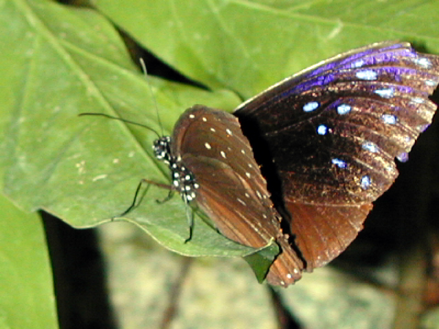 Butterfly Farm 15