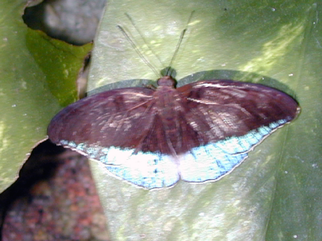 Butterfly Farm 16