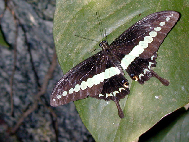 Butterfly Farm 17