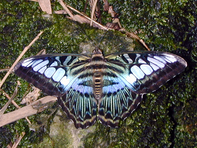 Butterfly Farm 18