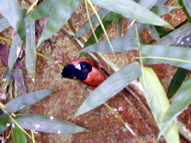 Butterfly Farm 20