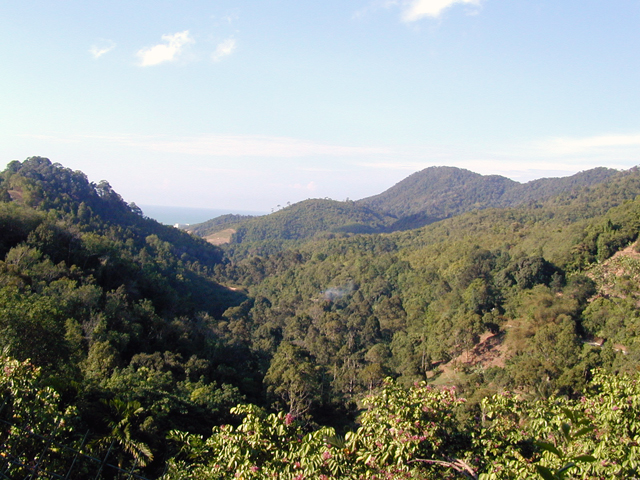 Tropical Fruit Farm 1