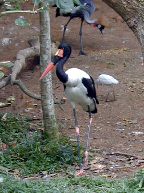 Jurong Bird Park 2