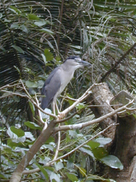 Jurong Bird Park 4