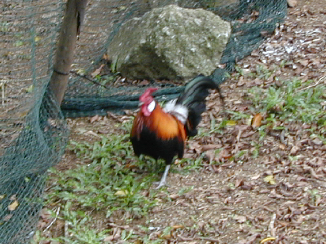 Jurong Bird Park 5