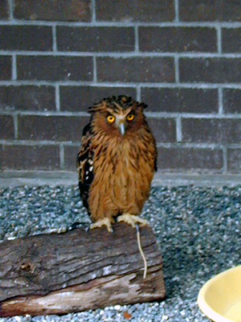 Jurong Bird Park 6