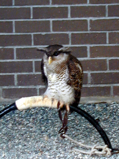 Jurong Bird Park 7