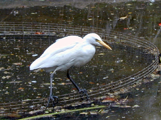 Jurong Bird Park 9