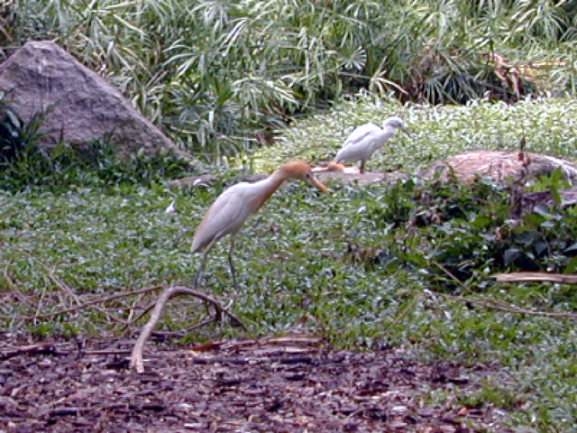 Jurong Bird Park 10
