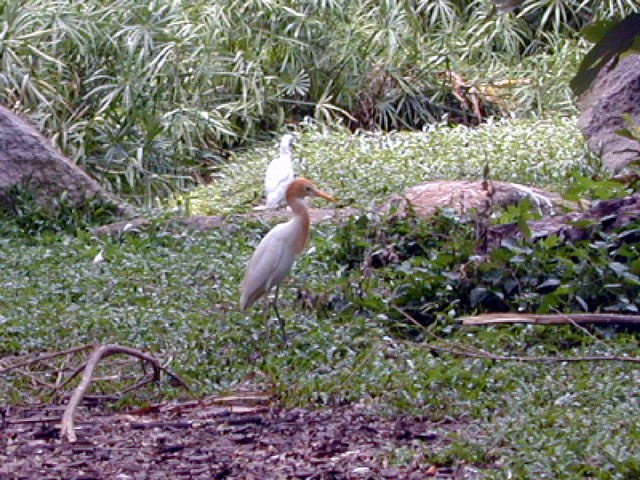 Jurong Bird Park 11