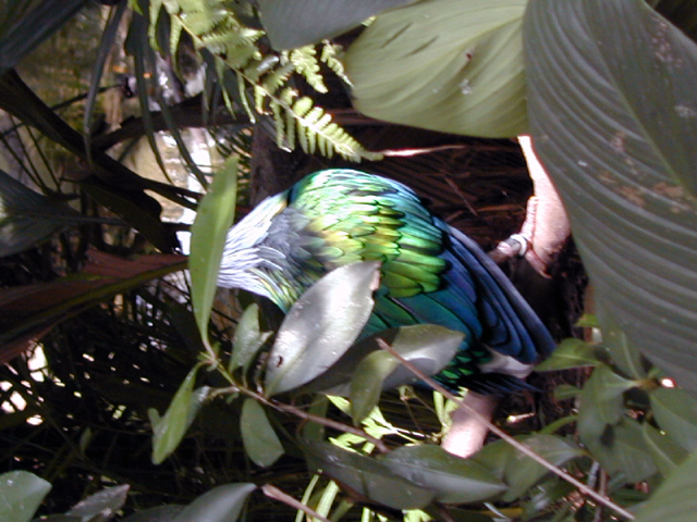 Jurong Bird Park 15