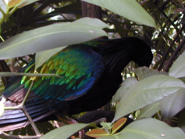 Jurong Bird Park 16