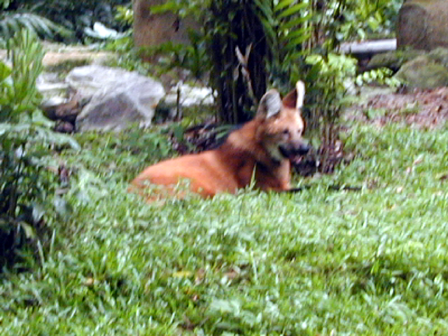 Singapore Zoo 1