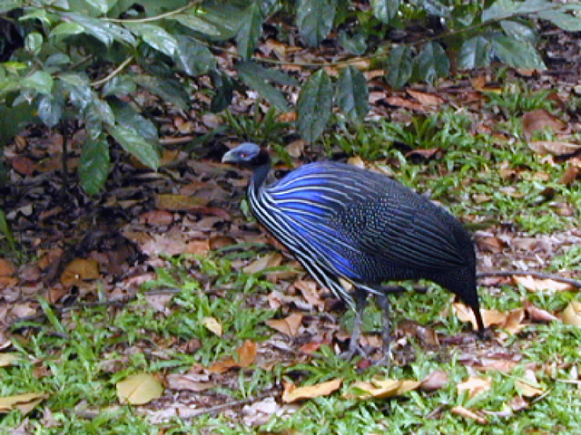 Singapore Zoo 2