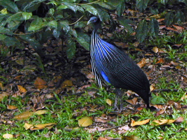 Singapore Zoo 3