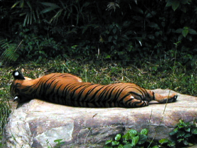 Singapore Zoo 12