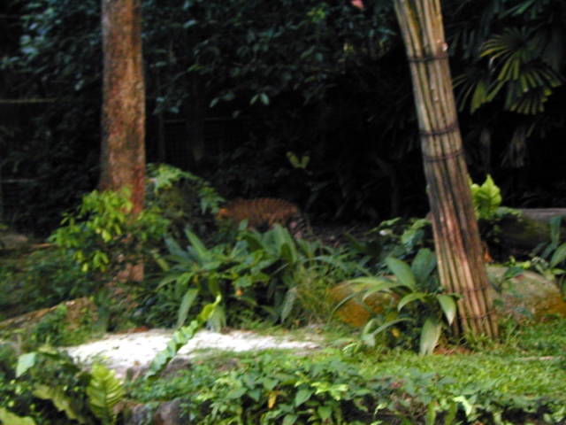 Singapore Zoo 13