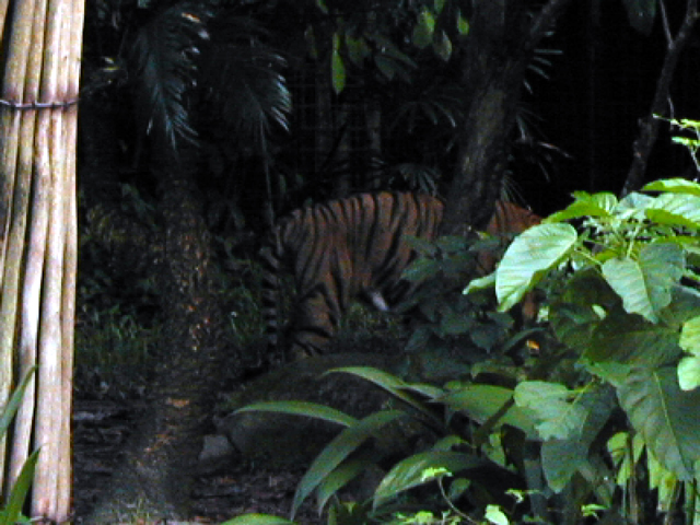 Singapore Zoo 14