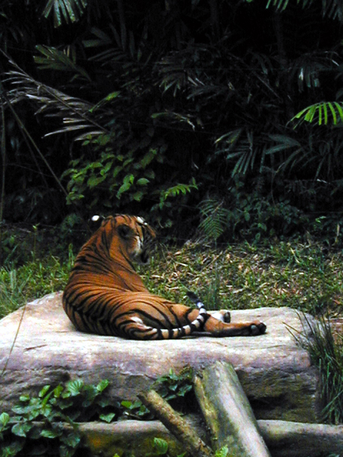 Singapore Zoo 15