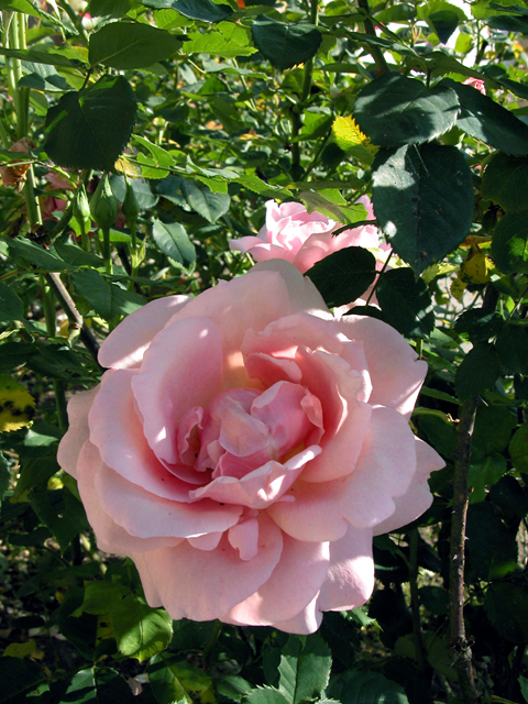 Roses 2004 1