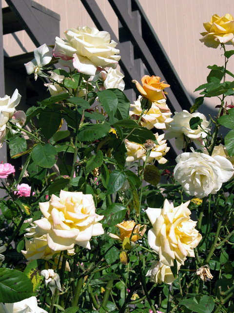 Roses 2004 3