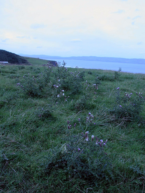 Downhill House 5