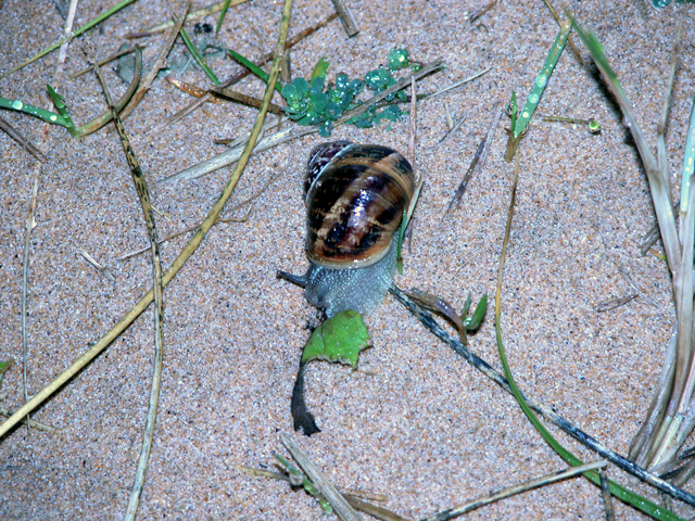 Portsalon Strand 15