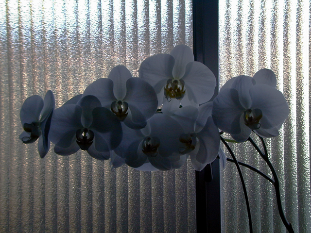 Orchids 1