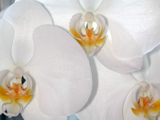 Orchids 2