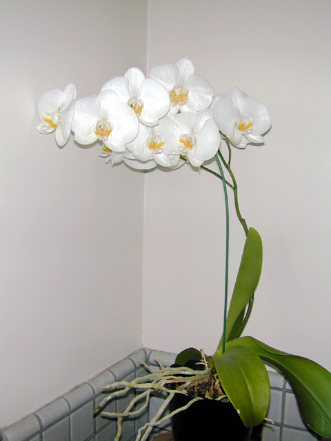 Orchids 3