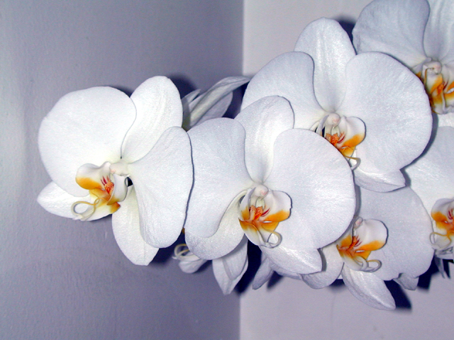 Orchids 4