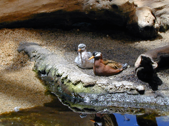 Monterey Bay Aquarium May 2001 1