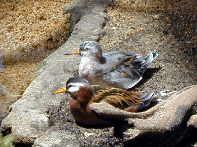 Monterey Bay Aquarium May 2001 3