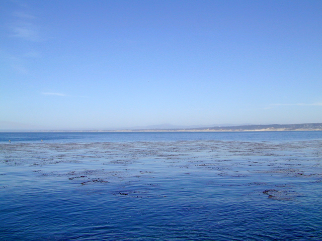 Monterey Bay Aquarium May 2001 6