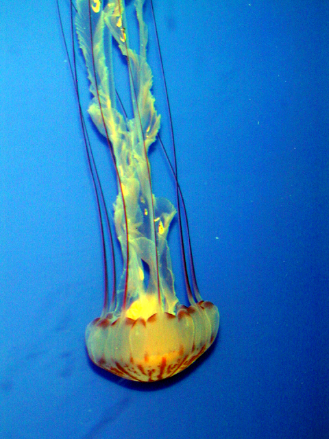 Monterey Bay Aquarium May 2001 9