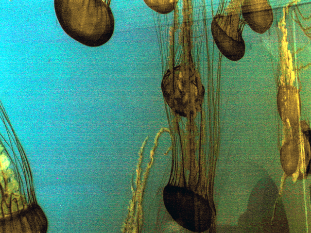 Monterey Bay Aquarium May 2001 12