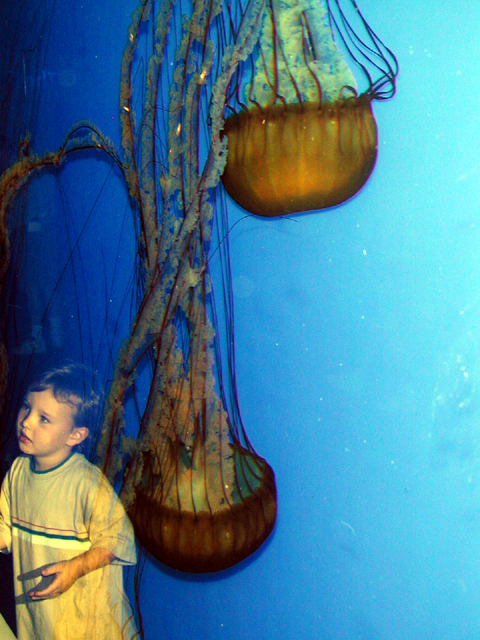 Monterey Bay Aquarium May 2001 13